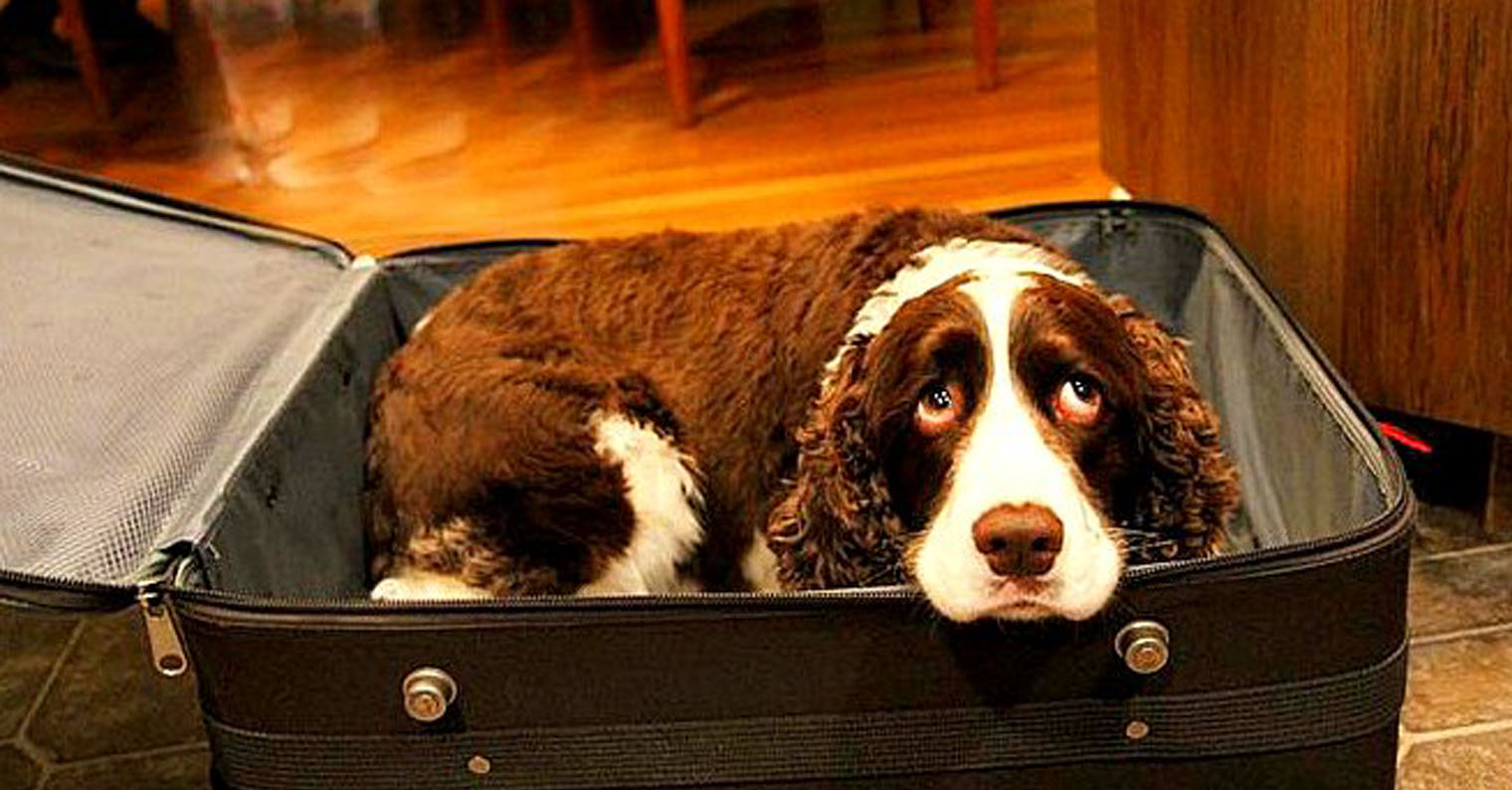Смешные картинки с собаками чемоданом